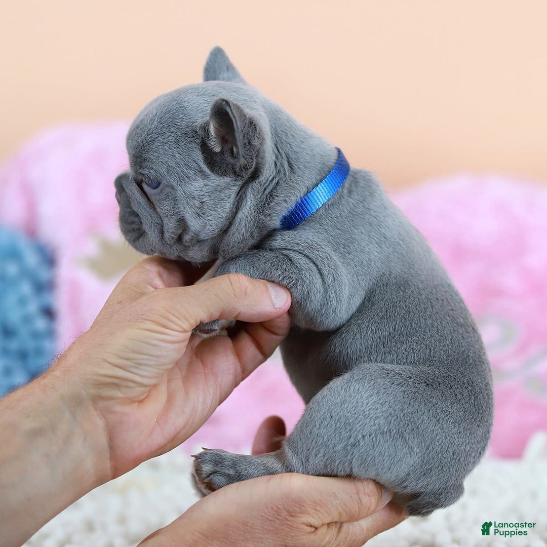 French Bulldog dogs for sale: Dylan - Image 10
