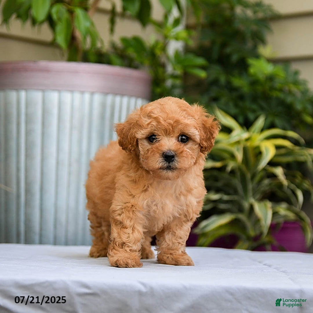 Toy Poodle dogs for sale: Lucy - Image 3