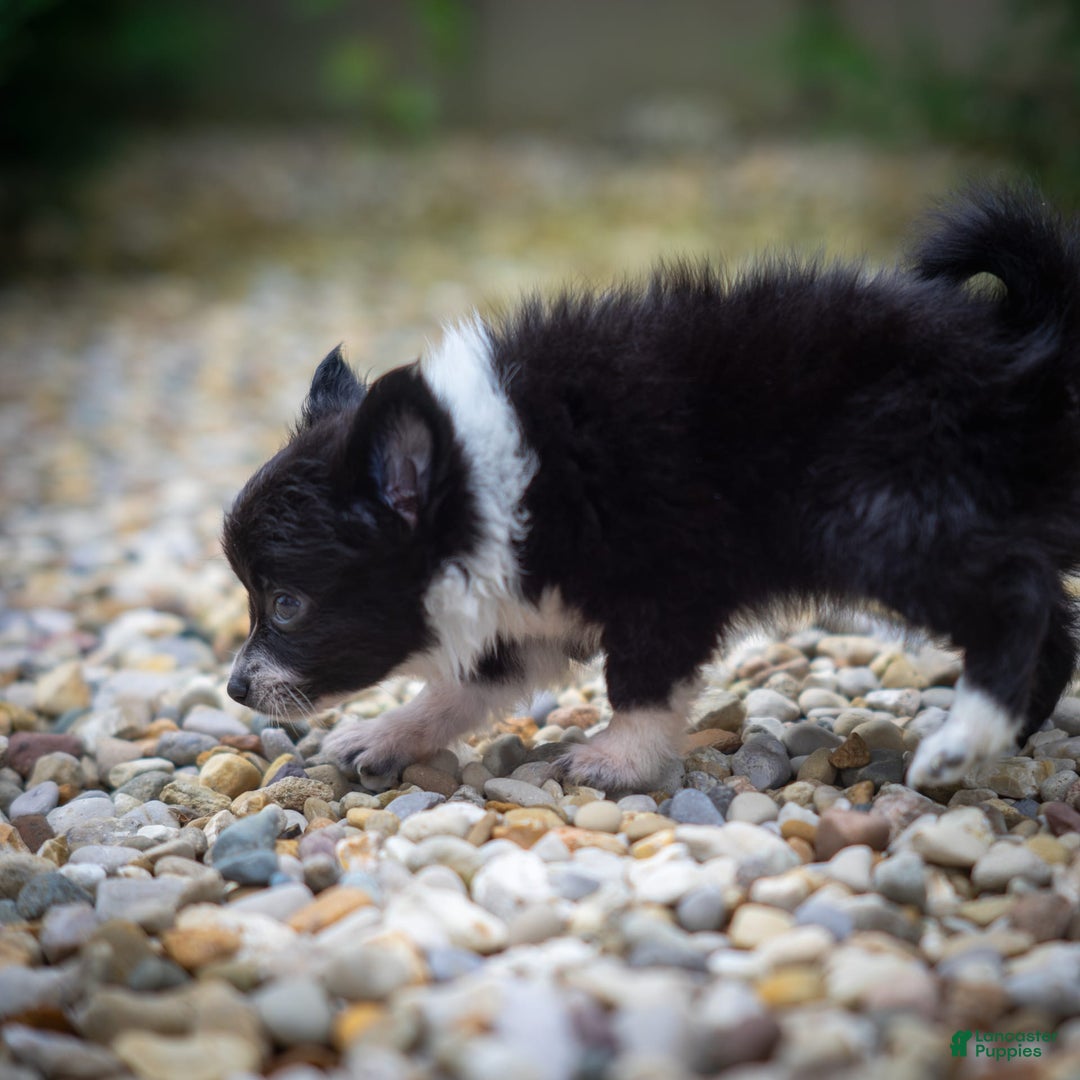 Pomchi dogs for sale: Night Fox - Image 5