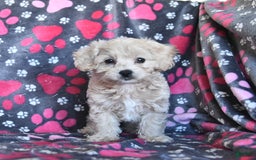 Cavapoo dogs for sale: Ace - Image 11