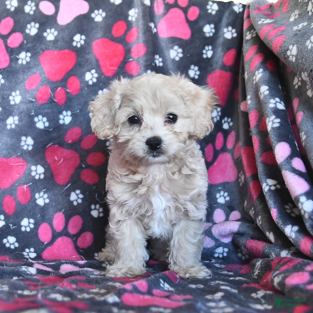 Cavapoo dogs for sale: Ace - Image 11