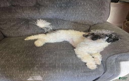 Toy Poodle dogs for sale: Gypsy - Image 3