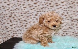 Miniature Poodle dogs for sale: Cedar - Image 2