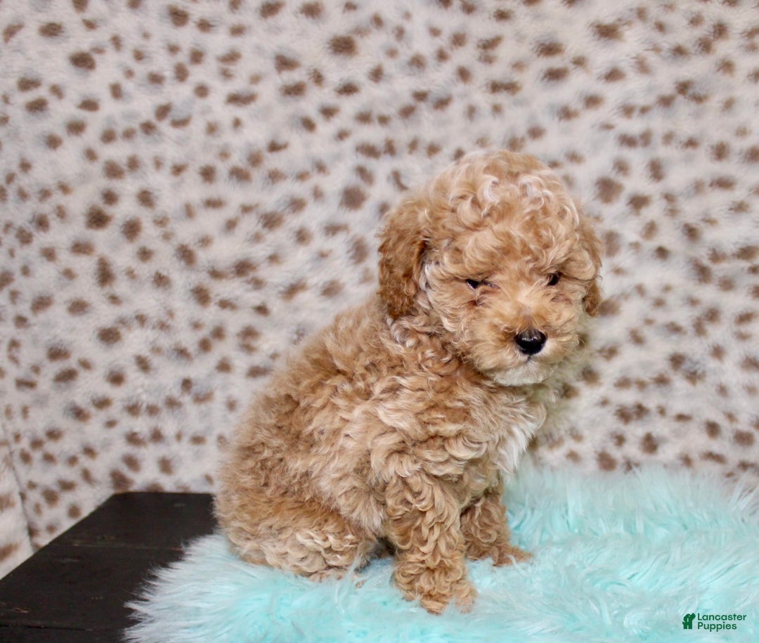 Miniature Poodle dogs for sale: Cedar - Image 2