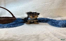 Morkie dogs for sale: Hudson James - Image 6