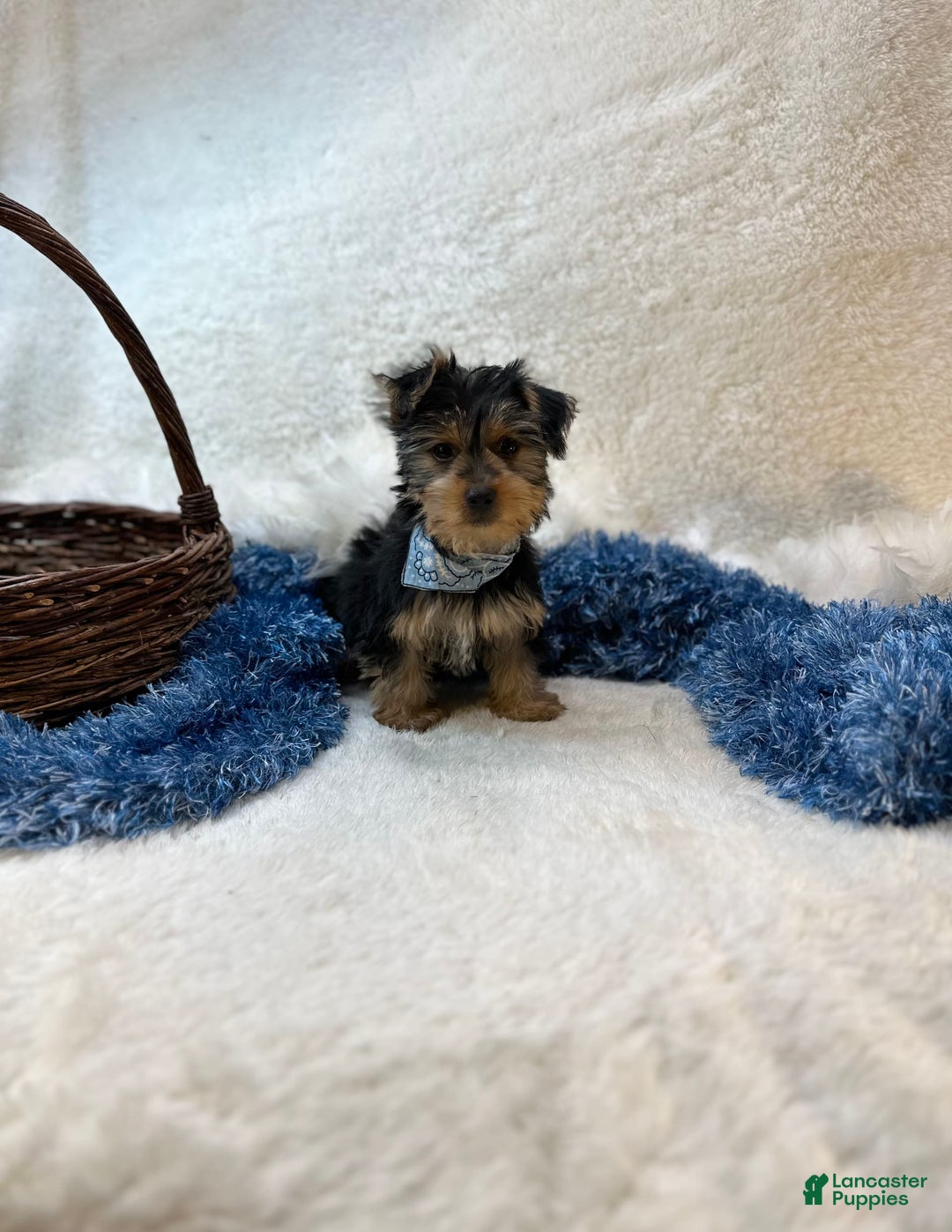 Morkie dogs for sale: Hudson James - Image 6