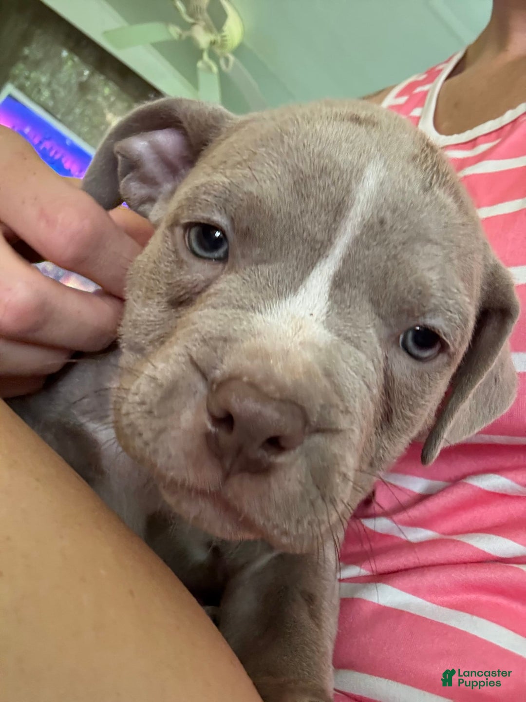 American Bully dogs for sale: Moe - Image 15