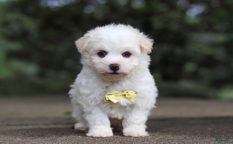 Havanese dogs for sale - Ad 1
