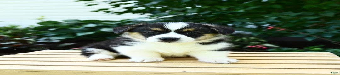 Cooper