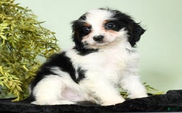 Cavapoo dogs for sale: Firecracker - Image 2