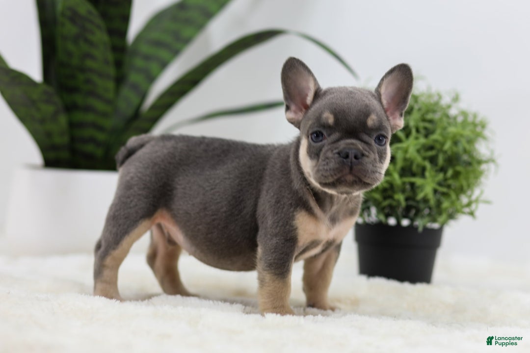 French Bulldog dogs for sale: French Bulldog 5 puppies - Image 28