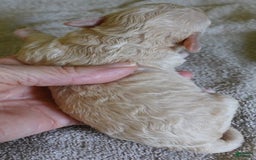 Toy Poodle dogs for sale: Nimmi Apricot - Image 7