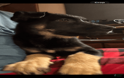 Belgian Malinois dogs for sale: Britta - Image 2