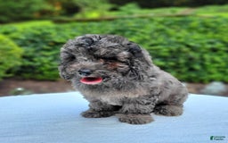 Cavapoo dogs for sale: Murphy - Image 5