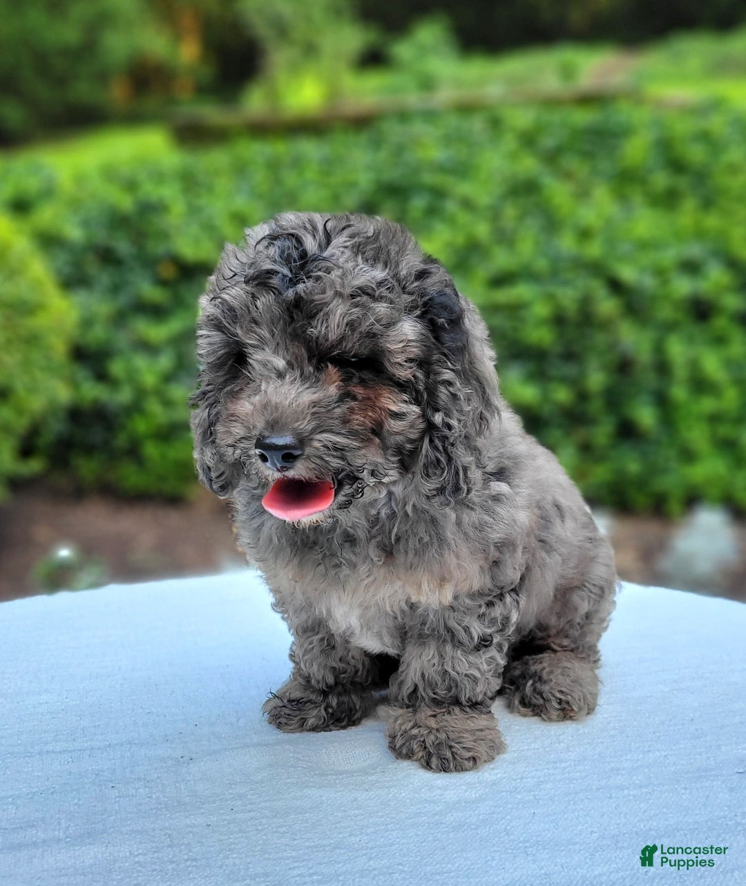 Cavapoo dogs for sale: Murphy - Image 5