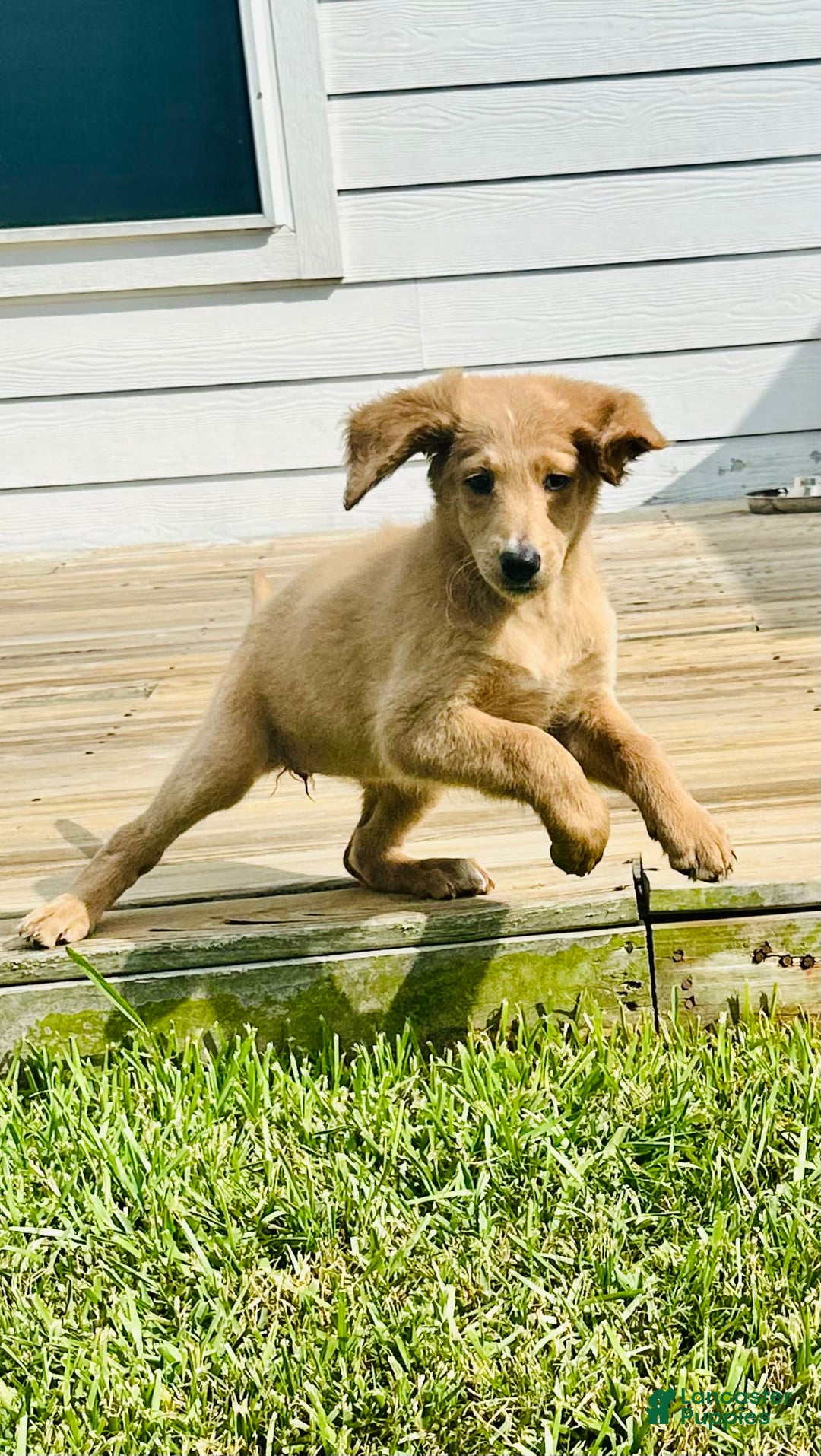 Goldendoodle dogs for sale: Luna - Image 2
