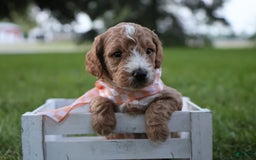 Mini Goldendoodle dogs for sale: Jasmine - Image 3
