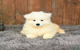 Samoyed dogs for sale: Daffodil - Image 1