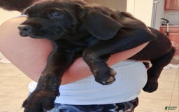 Cane Corso dogs for sale: Black - Image 12