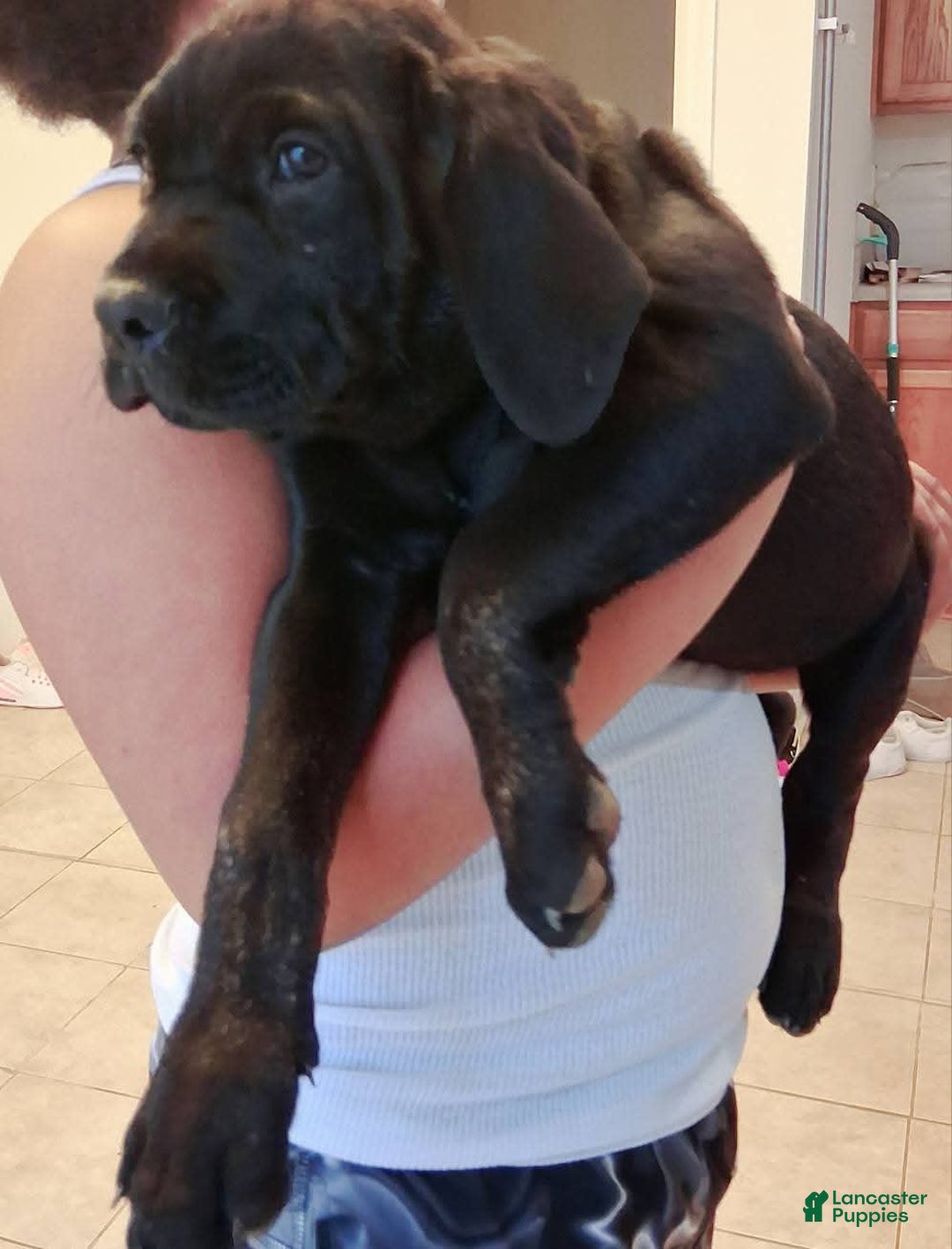 Cane Corso dogs for sale: Black - Image 12