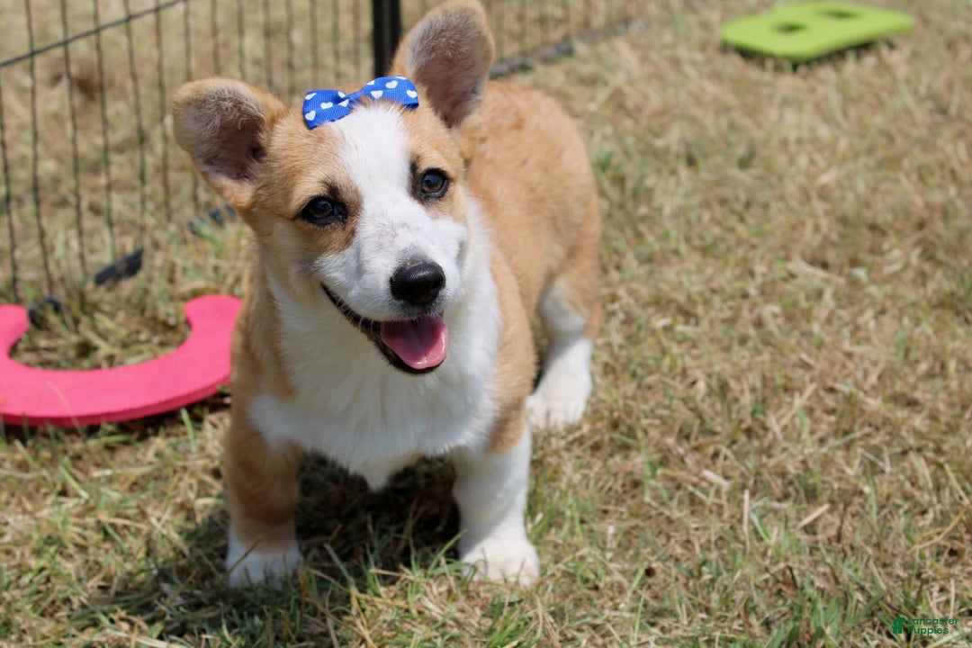 American Corgi dogs for sale: Doris - Image 3