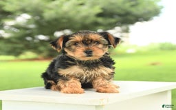 Yorkshire Terrier dogs for sale: Benny - Image 16