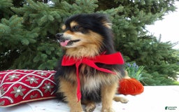 Pomeranian dogs for sale: Roger - Image 2