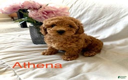 Toy Poodle dogs for sale: Athena - Image 3