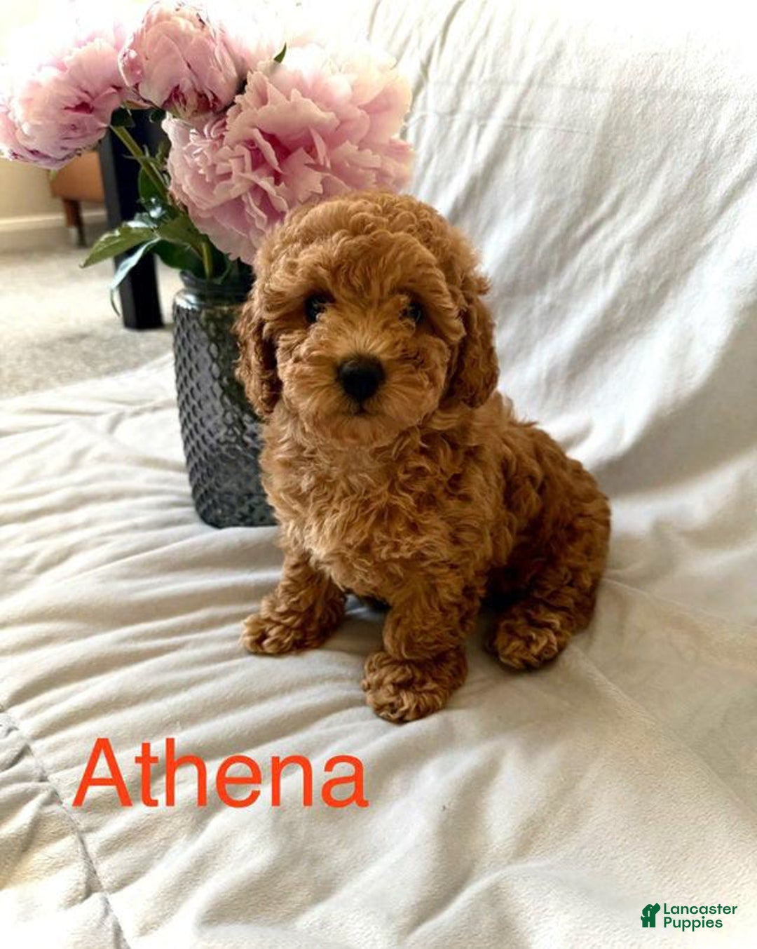 Toy Poodle dogs for sale: Athena - Image 3