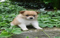 Pomeranian dogs for sale: Amber - Image 4