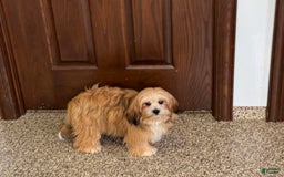 Lhasa Apso dogs for sale: Cora - Image 6