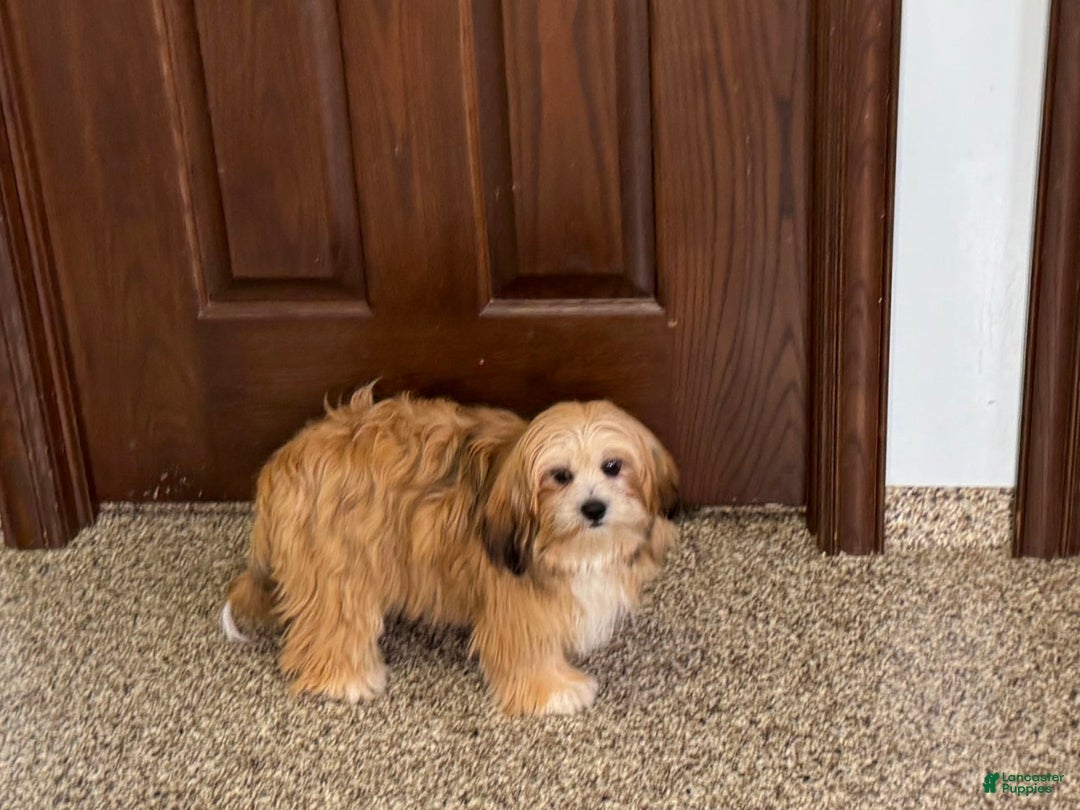 Lhasa Apso dogs for sale: Cora - Image 6