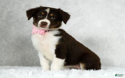 Miniature Australian Shepherd dogs for sale: Ava - Image 6