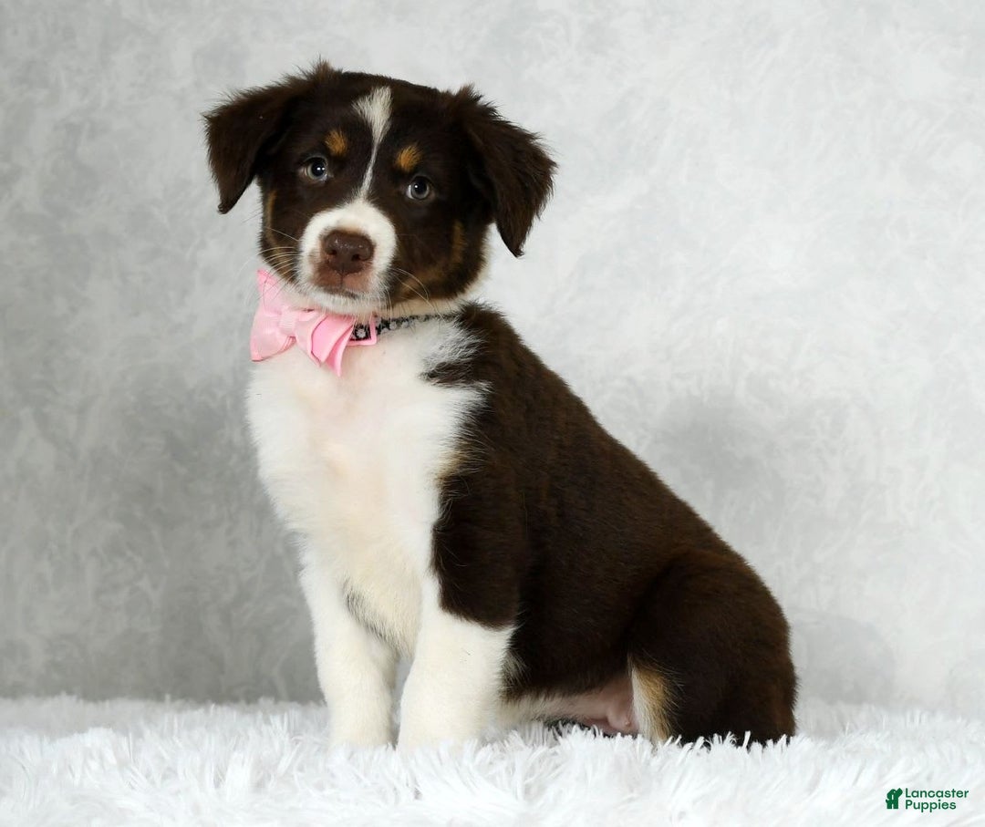 Miniature Australian Shepherd dogs for sale: Ava - Image 6
