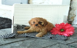 Cavapoo dogs for sale: Newton - Image 4