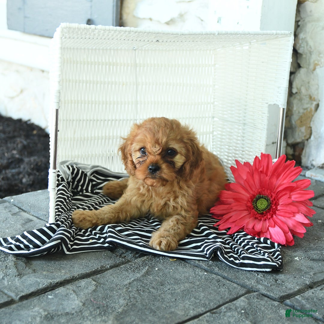 Cavapoo dogs for sale: Newton - Image 4