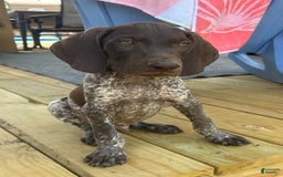 German Shorthaired Pointer dogs for sale: Hunter - Image 8