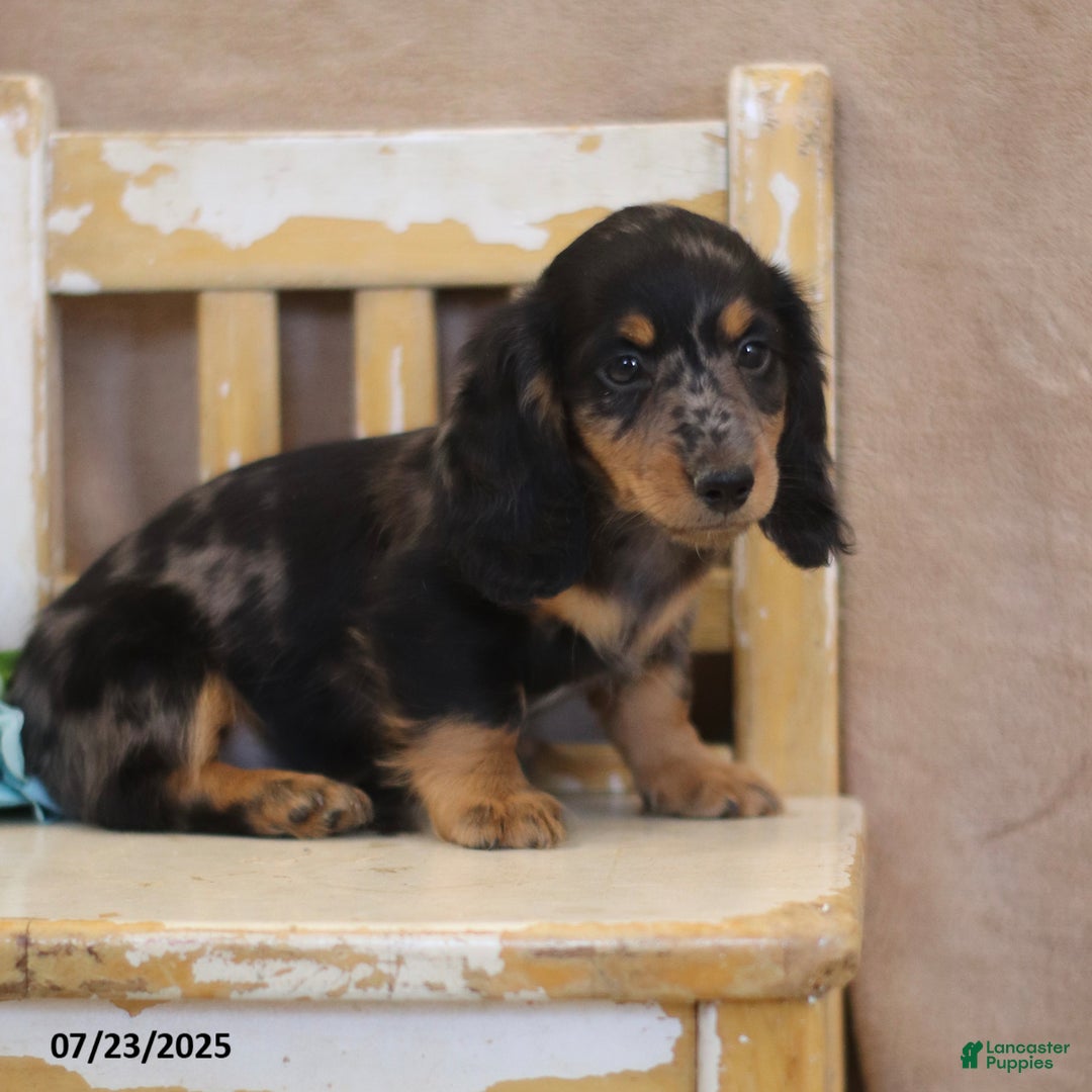 Miniature Dachshund dogs for sale: Kermit - Image 4