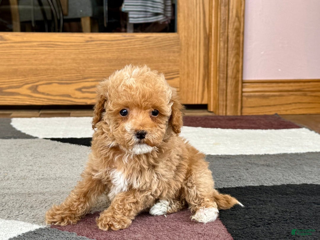 Maltipoo dogs for sale: Terry - Image 5