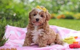 Havapoo dogs for sale: Remi - Image 2