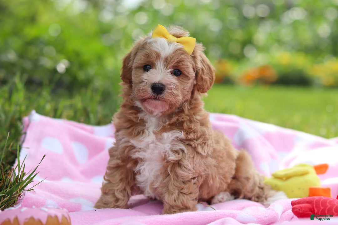 Havapoo dogs for sale: Remi - Image 2