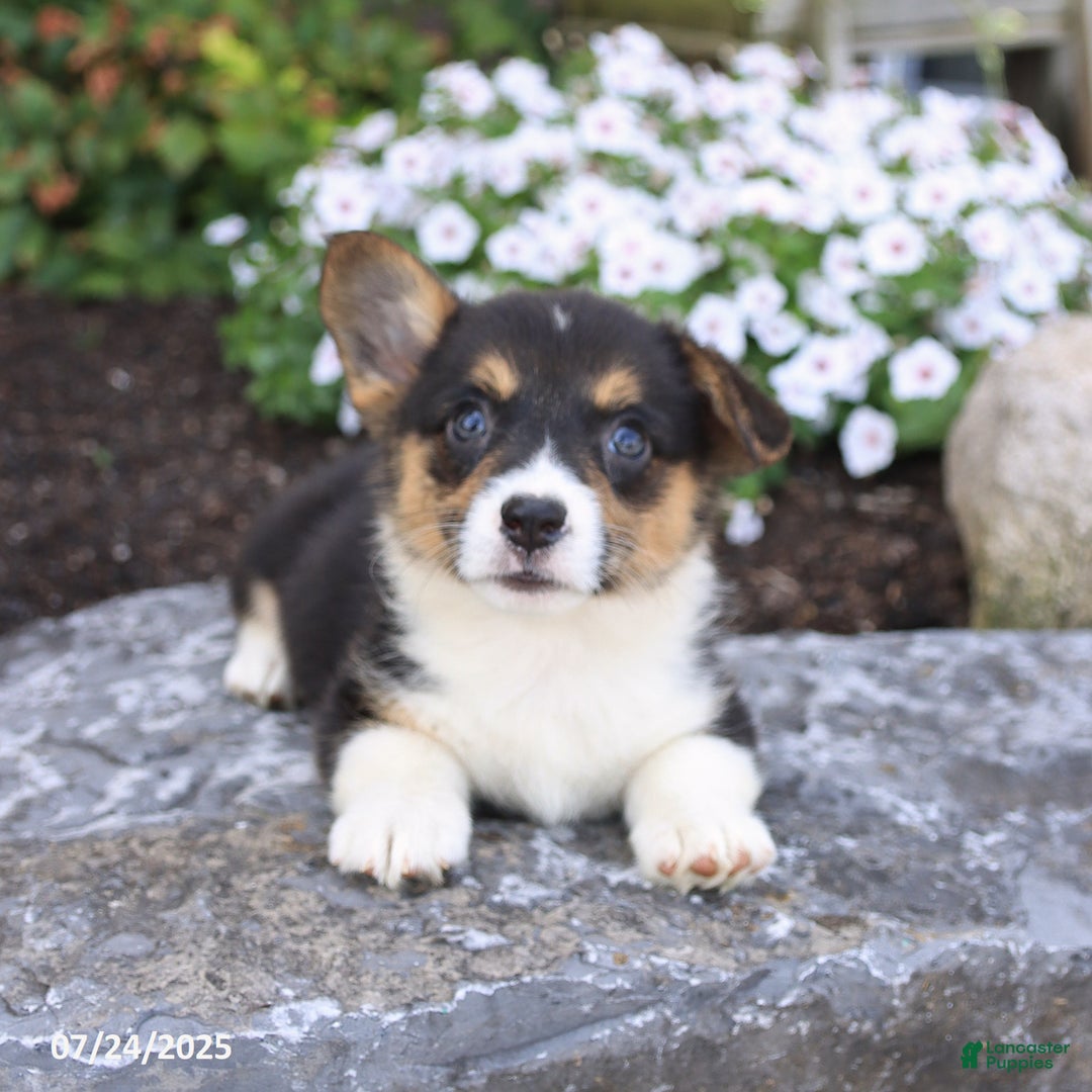 Welsh Corgi Pembroke dogs for sale: Ivy - Image 1