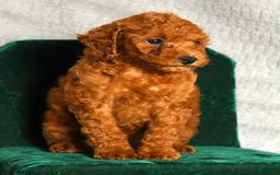 Miniature Poodle dogs for sale: Dixie - Image 4