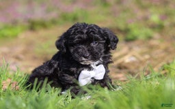 Yorkiepoo dogs for sale: Moses - Image 8