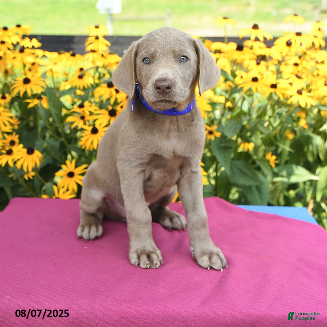 Labrador Retriever dogs for sale: Coca Cola - Image 1