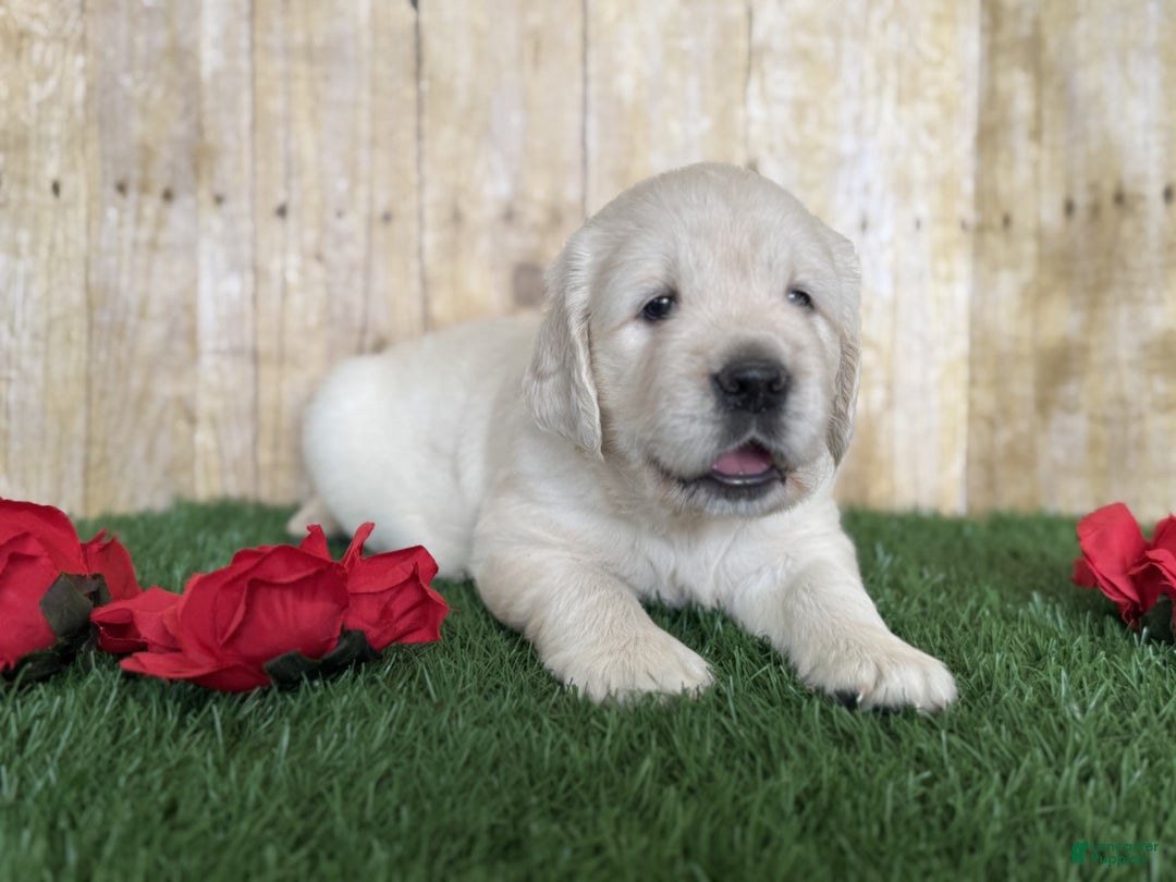 Golden Retriever dogs for sale: Chevelle - Image 11
