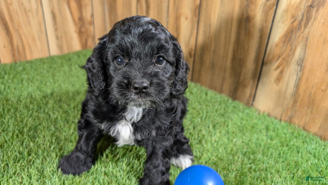 Cavapoo dogs for sale: Missy Boy 1 - Image 6