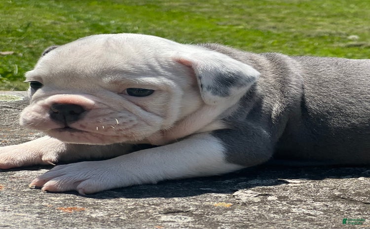 English Bulldog dogs for sale - Ad 2