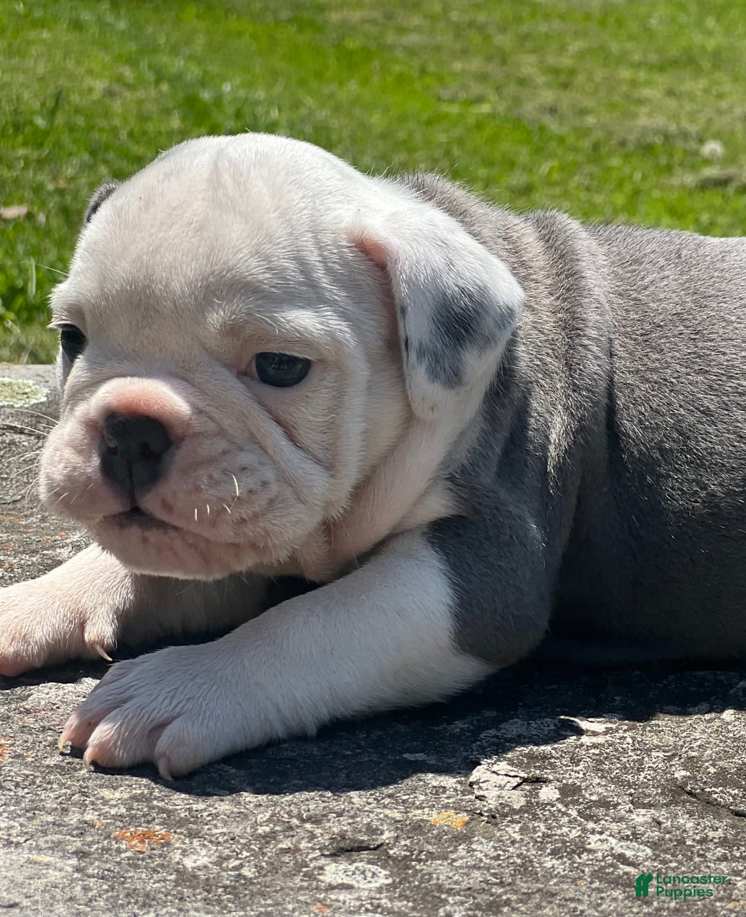 English Bulldog dogs for stud: Jenny - Image 1
