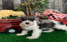 Miniature Schnauzer dogs for sale: Kira - Image 9